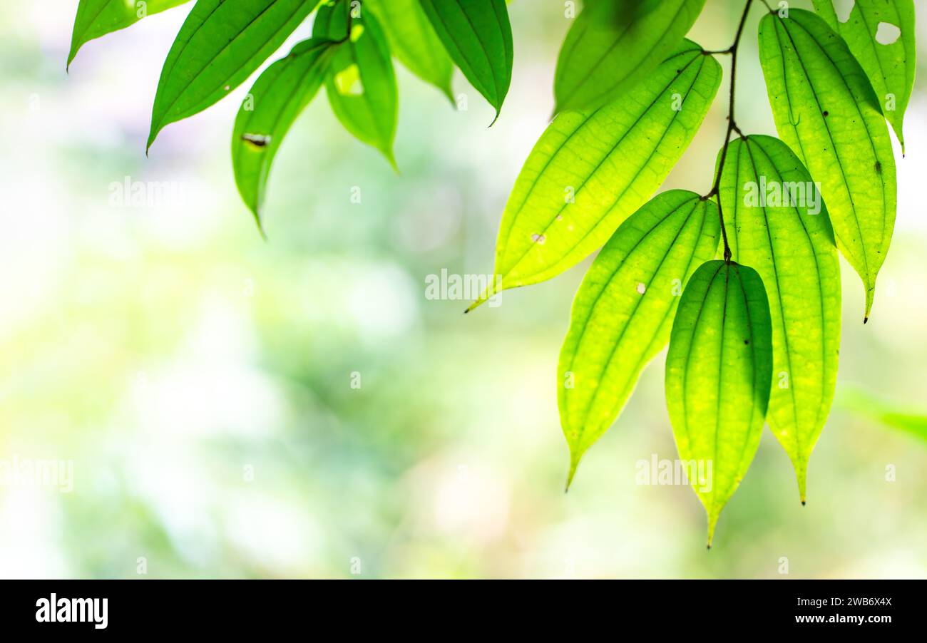 Grün hinterlässt weiche Fokussierung, Hintergrundbeleuchtung. Kopierbereich. Stockfoto