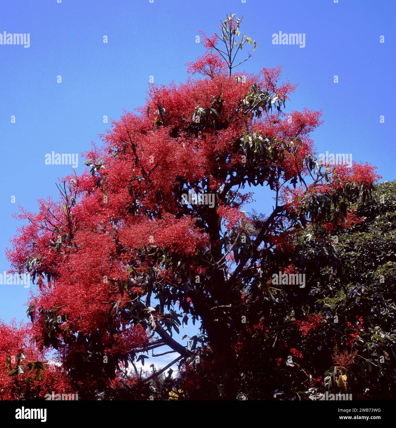 Illawarra Flame Tree (Brachychiton acerifolius) gegen blauen Himmel. Stockfoto
