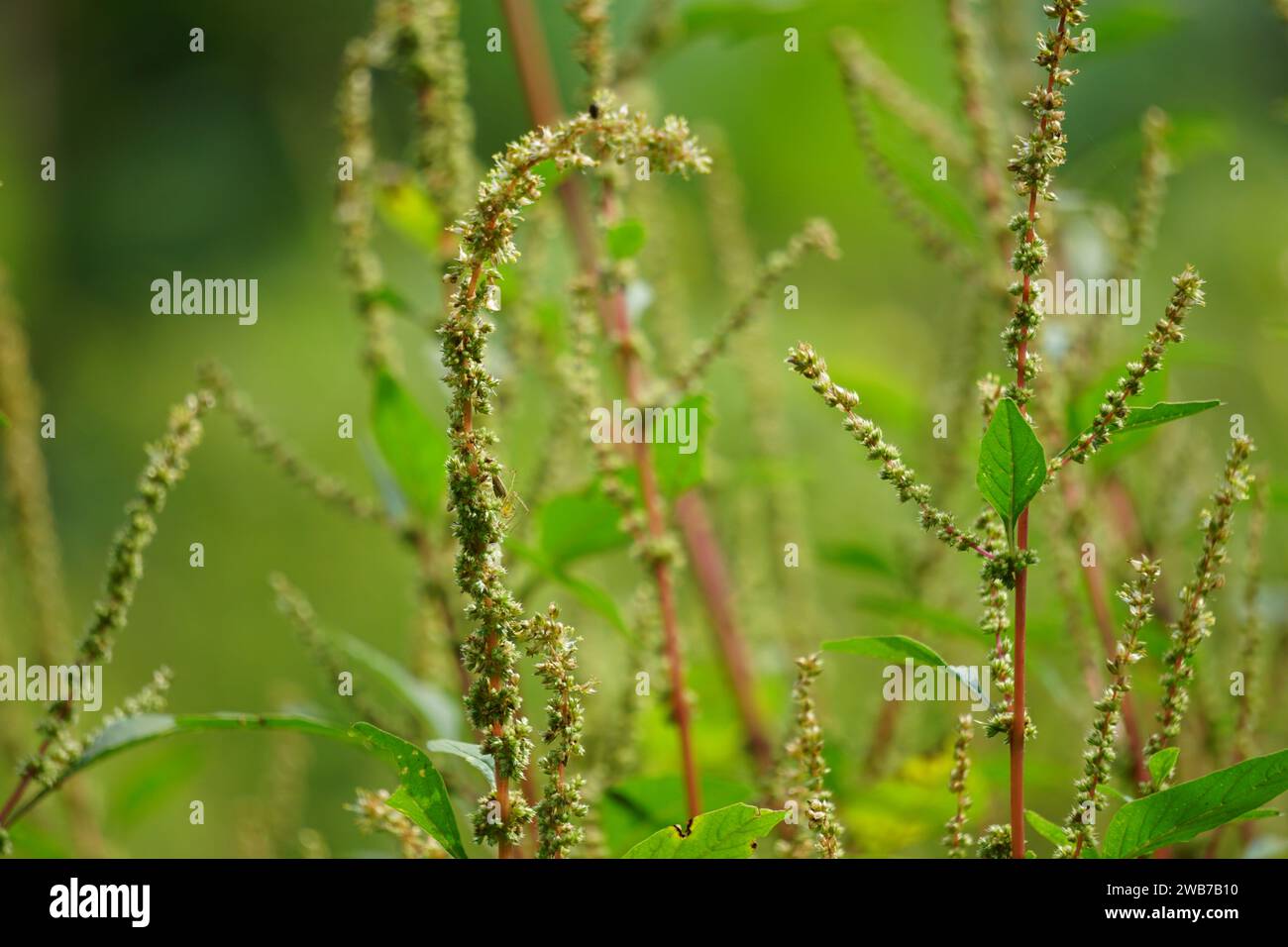 Dorny Amaranthus (Amaranthus spinosus, Stachelamaranth, Stachelschwein, stacheliger Amaranth, Dorny Amaranth) mit natürlichem Hintergrund Stockfoto