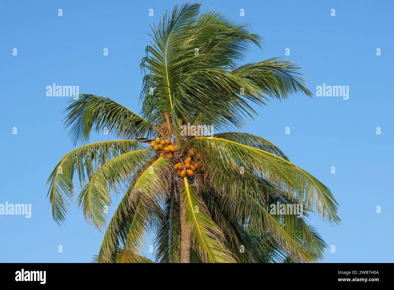Die Spitze einer Kokospalme mit reifenden Kokosnüssen im Licht der Abendsonne. Sri Lanka Stockfoto