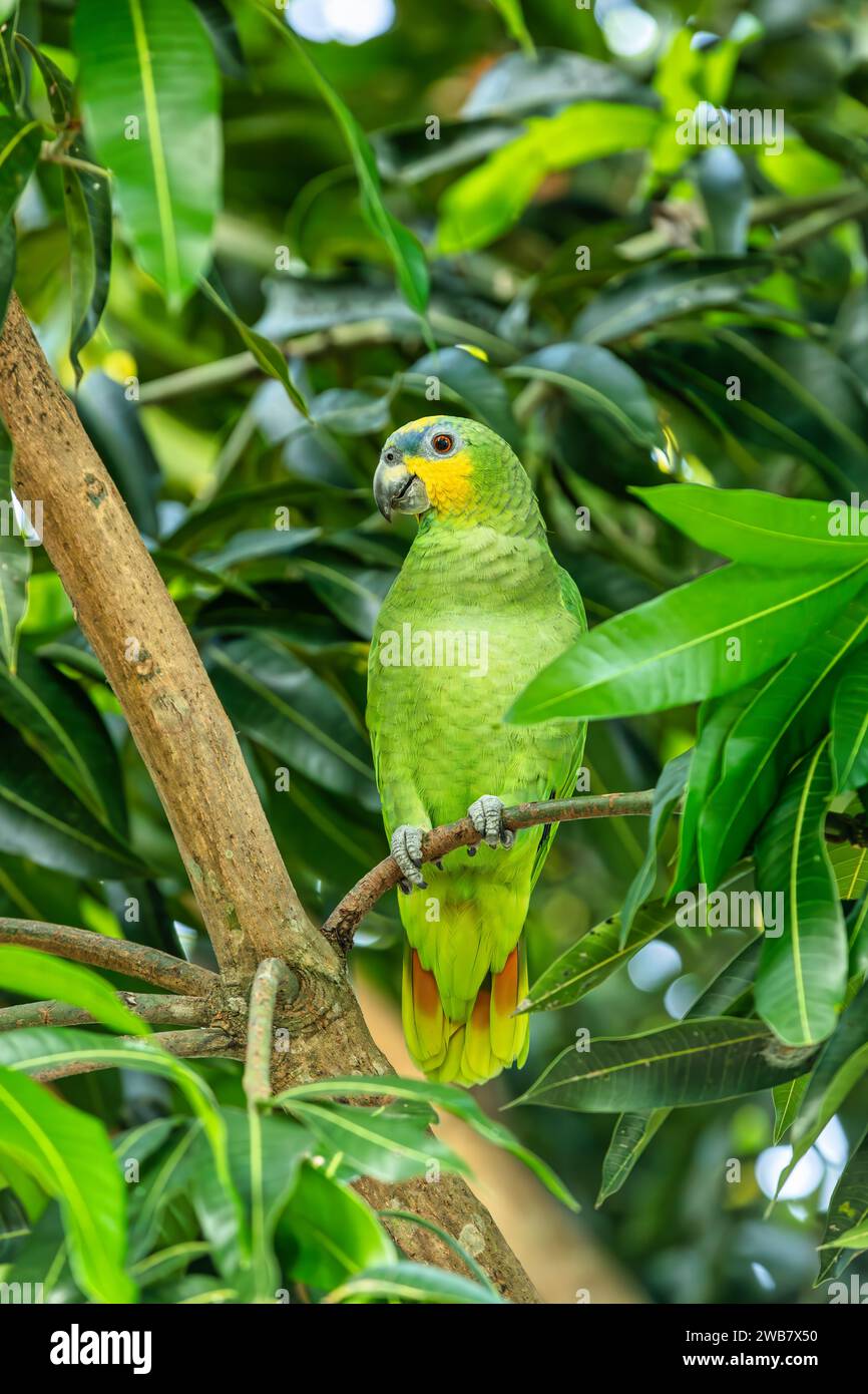 Amazona amazonica, auch bekannt als Orangengeflügel-Papagei und Loro Guaro, ist ein großer amazonas-Papagei. Malagana, bolivar Depar Stockfoto