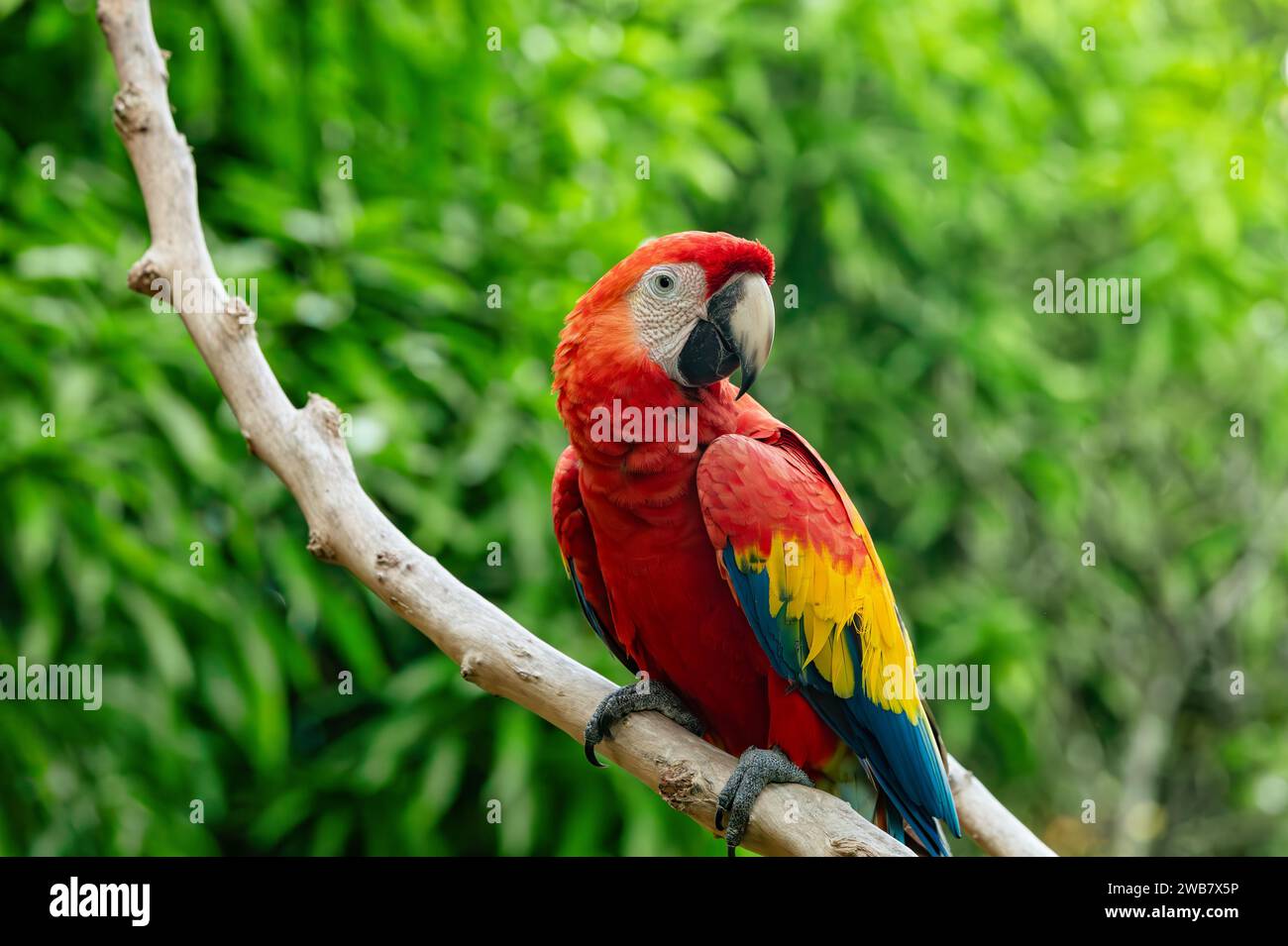 Ara macao (Ara macao) ist ein großer gelber, roter und blauer neotropischer Papagei, der in feuchten immergrünen Wäldern Amerikas beheimatet ist. Malagana, Bolivar depa Stockfoto