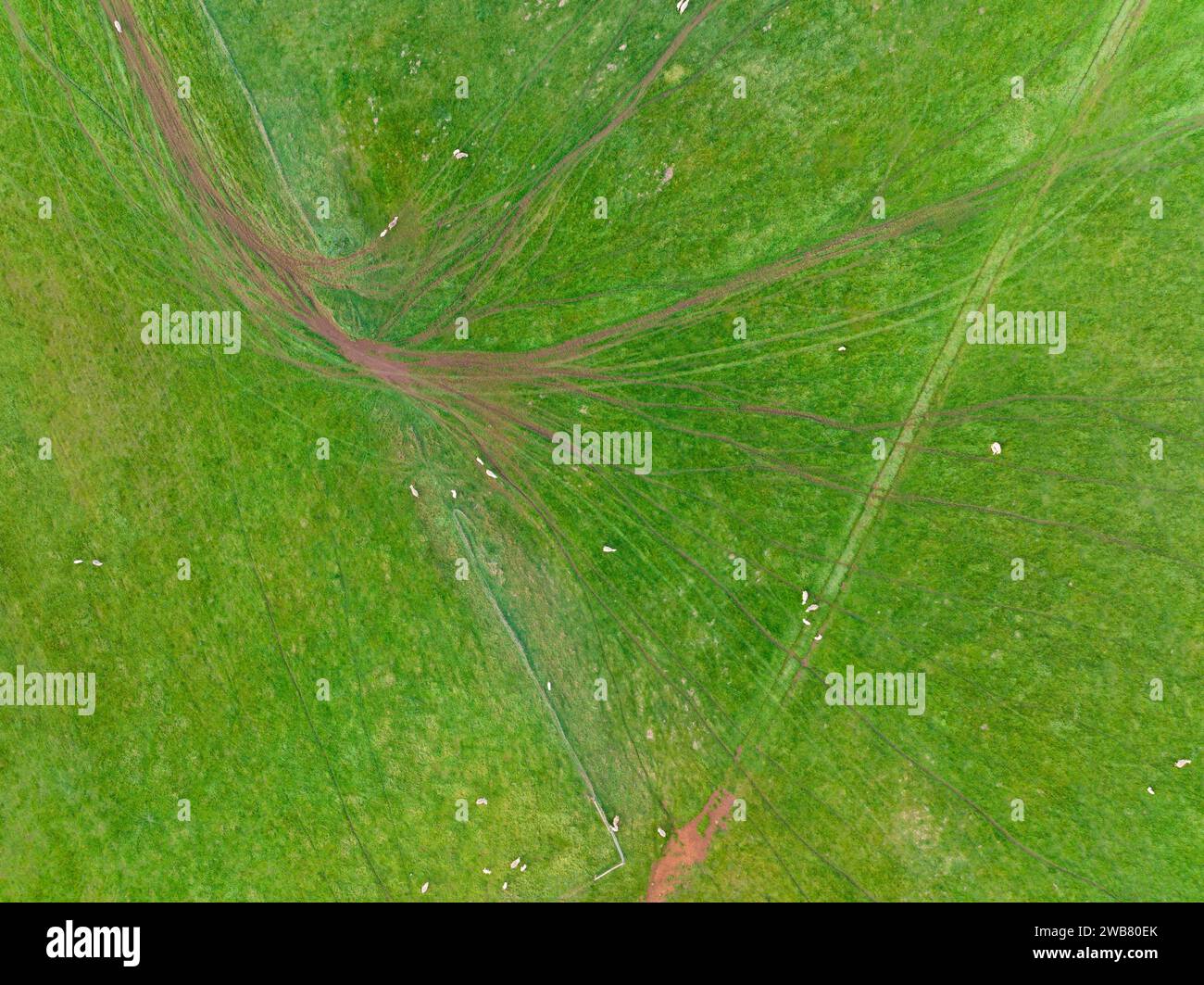 Aus der Vogelperspektive sehen Schafe, die durch ein Farmtor auf grünem Ackerland am Joyces Creek in Central Victoria in Australien spazieren. Stockfoto