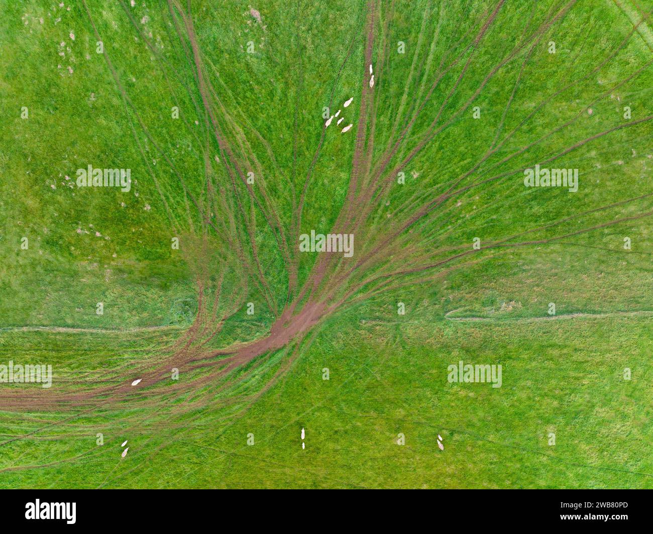 Aus der Vogelperspektive sehen Schafe, die durch ein Farmtor auf grünem Ackerland am Joyces Creek in Central Victoria in Australien spazieren. Stockfoto