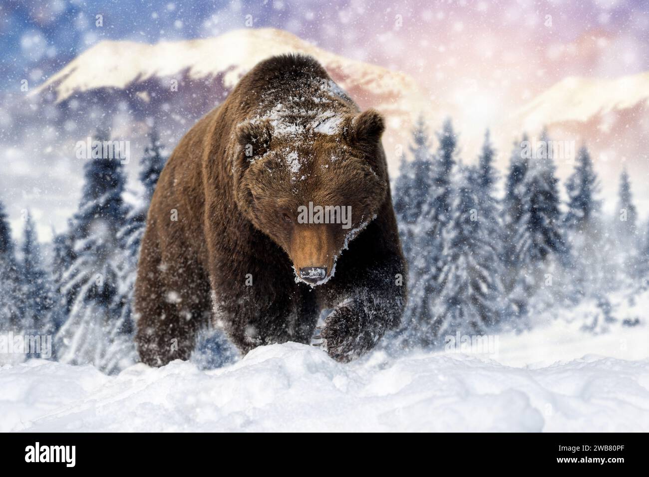 Großaufnahme erwachsener Braunbär in kalter Zeit. Tier in wilder Winternatur. Action-Wildlife-Szene mit gefährlichem Tier Stockfoto