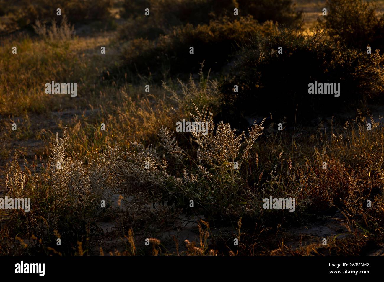 Wilde Grasszene gut als Flora und Fauna Bacplant Leben. Besonders : die Pflanzen, die für eine Region, Periode, charakteristisch sind. Stockfoto