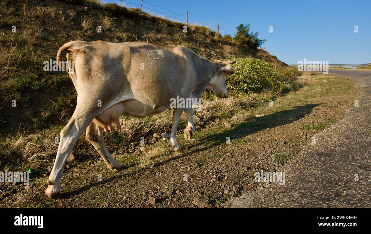 Gelbe Milchkuh, die auf dem Land spaziert. Erwachsene Kuh, die am Abend in die Scheune zurückkehrt. Stockfoto