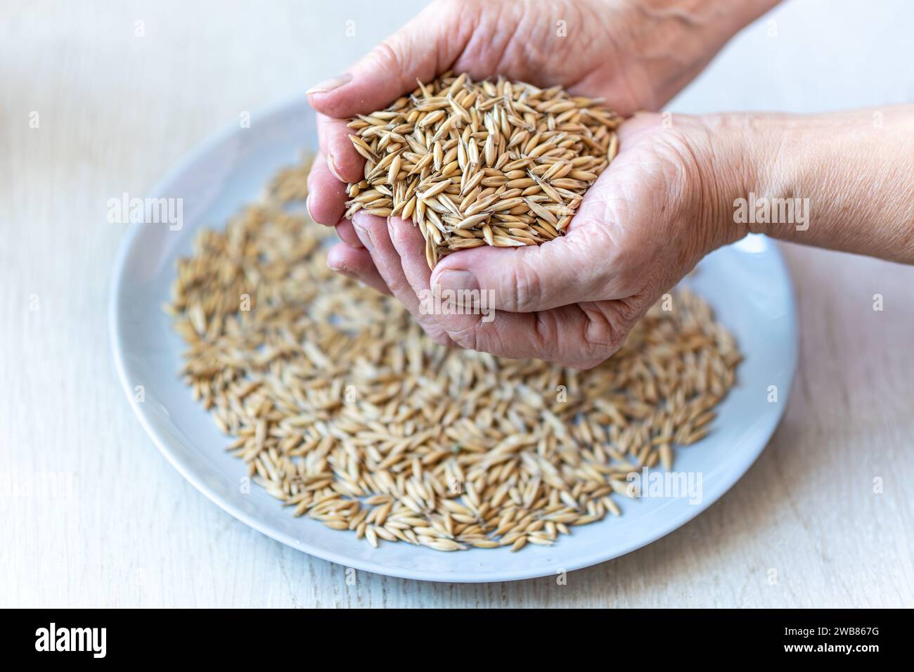 Die Hände des Bauern sind nah und halten eine Handvoll Hafer Stockfoto