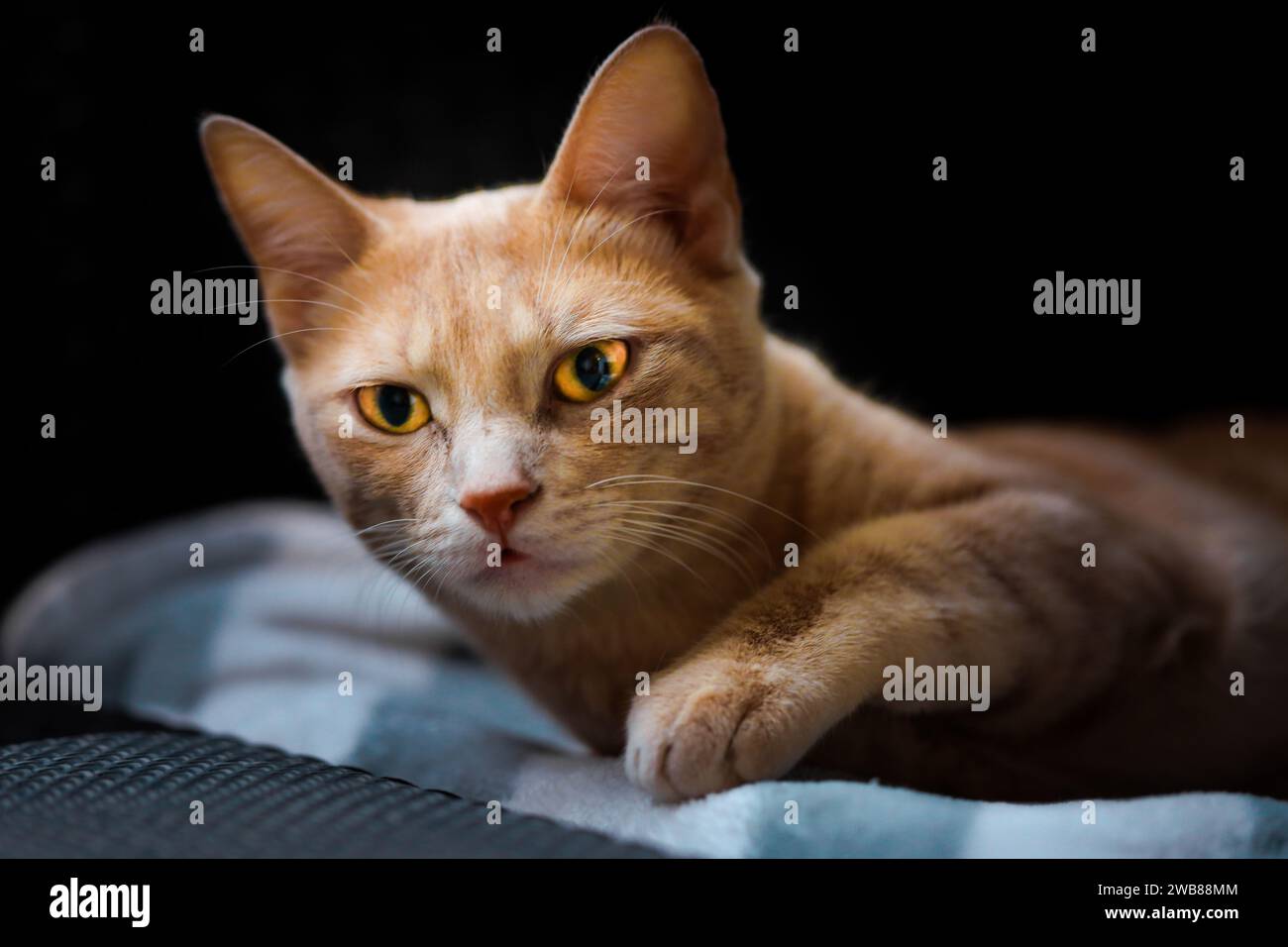 Eine süße orangene Katze, die auf einer kuscheligen Decke vor schwarzem Hintergrund liegt Stockfoto