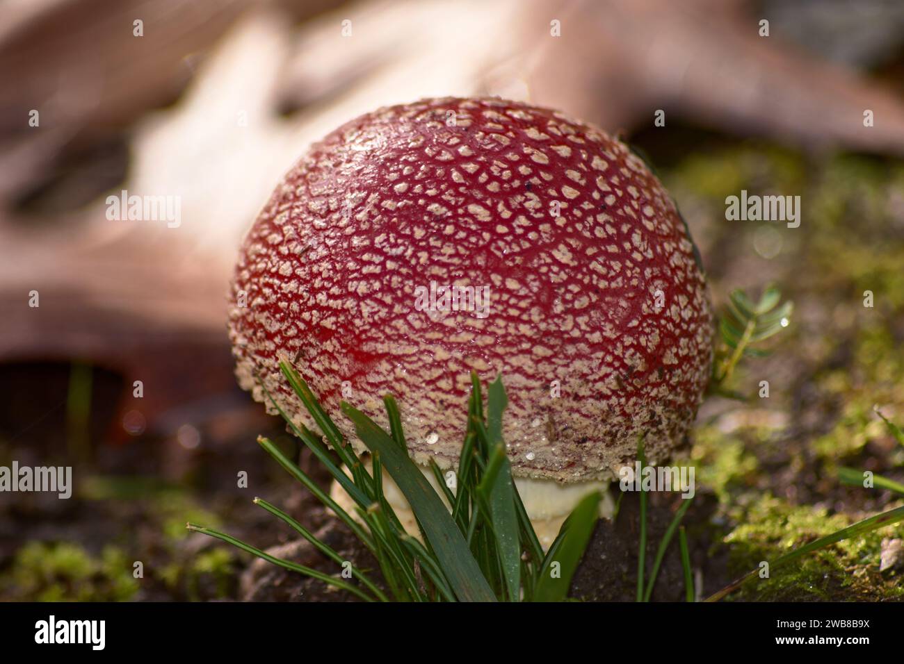 Amanita muscaria Pilze, die aus dem Boden in Eierform auftauchen und in schwammiges Gewebe gewickelt sind Stockfoto