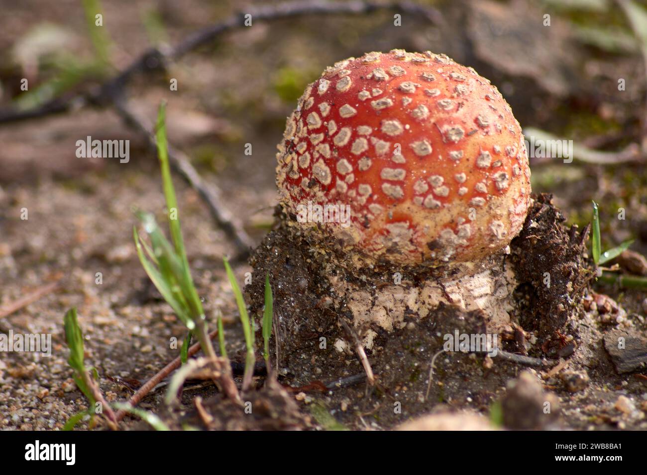 Amanita muscaria Pilze, die aus dem Boden in Eierform auftauchen und in schwammiges Gewebe gewickelt sind Stockfoto