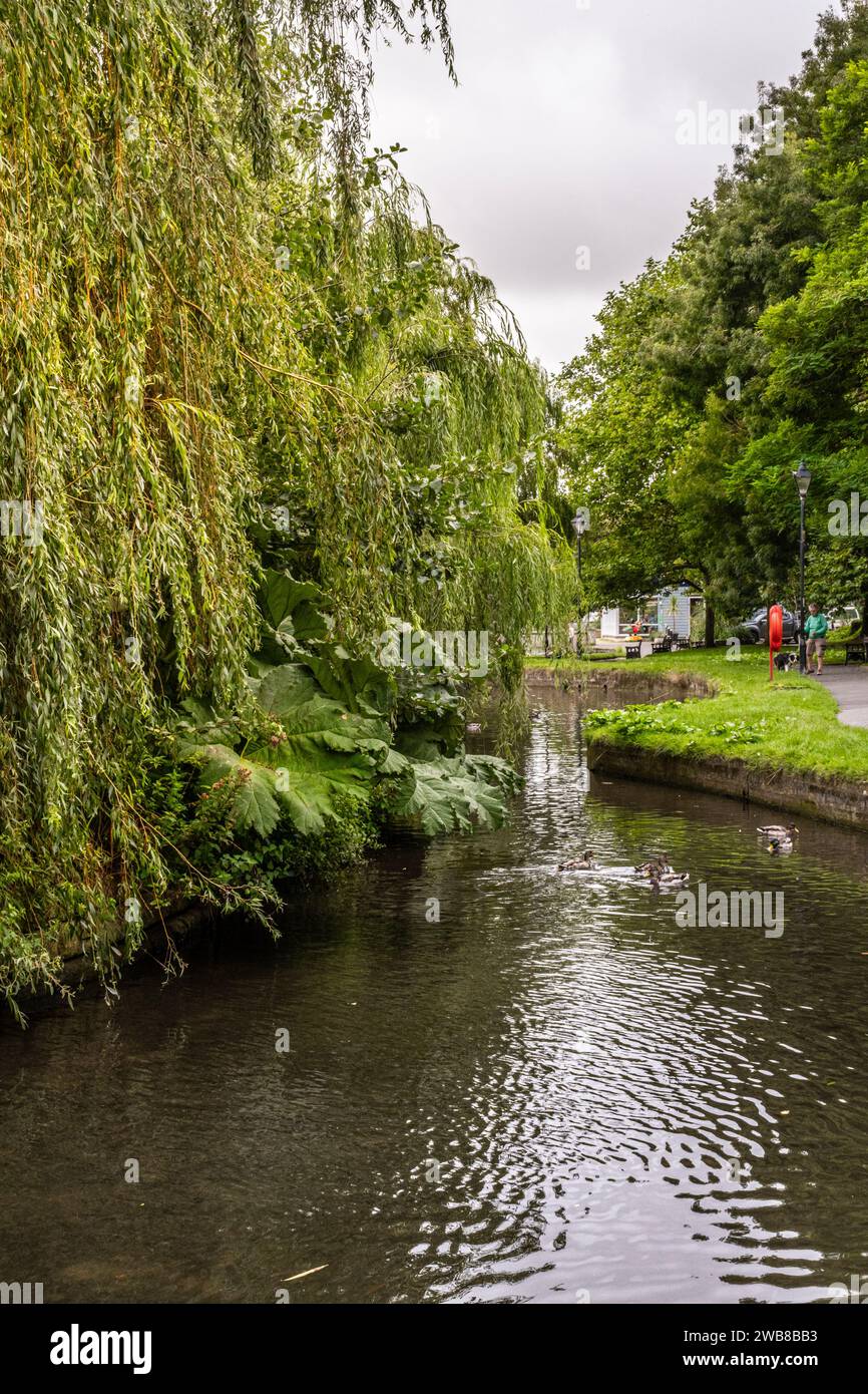 Willow Trees Salix wächst an den Ufern eines Sees in den ruhigen, grünen Trenance Gardens in Newquay in Cornwall, Großbritannien. Stockfoto