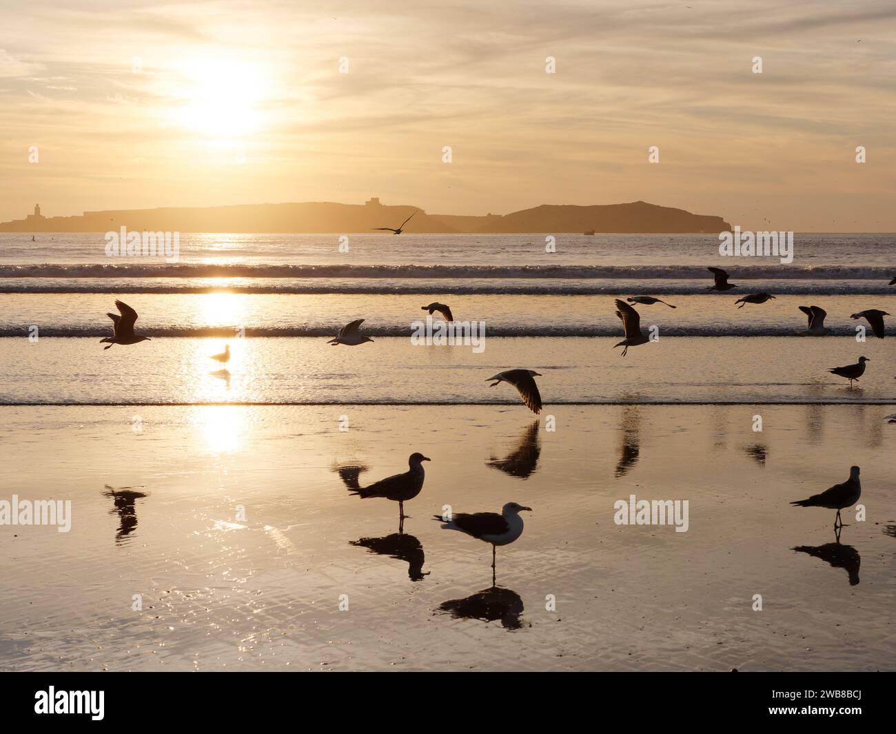 Vögel in Silhouette im flachen Wasser mit einer Insel dahinter in Essaouira, Marokko. Januar 2024 Stockfoto