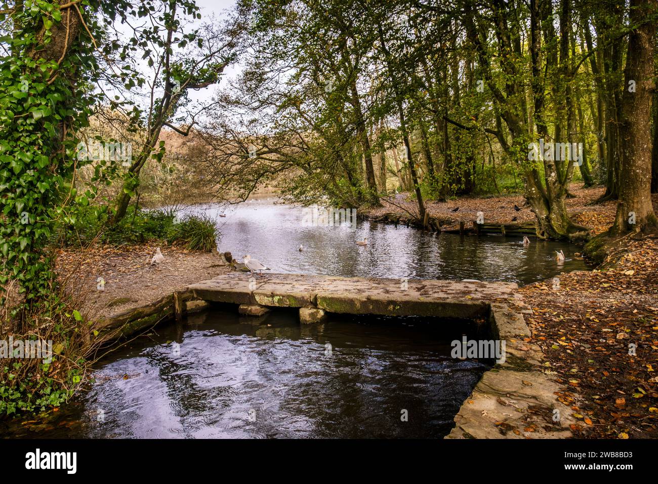 Eine kleine Fußgängerbrücke über den Tehidy Stream, der im Tehidy Woods Country Park in Cornwall in Großbritannien fließt. Stockfoto