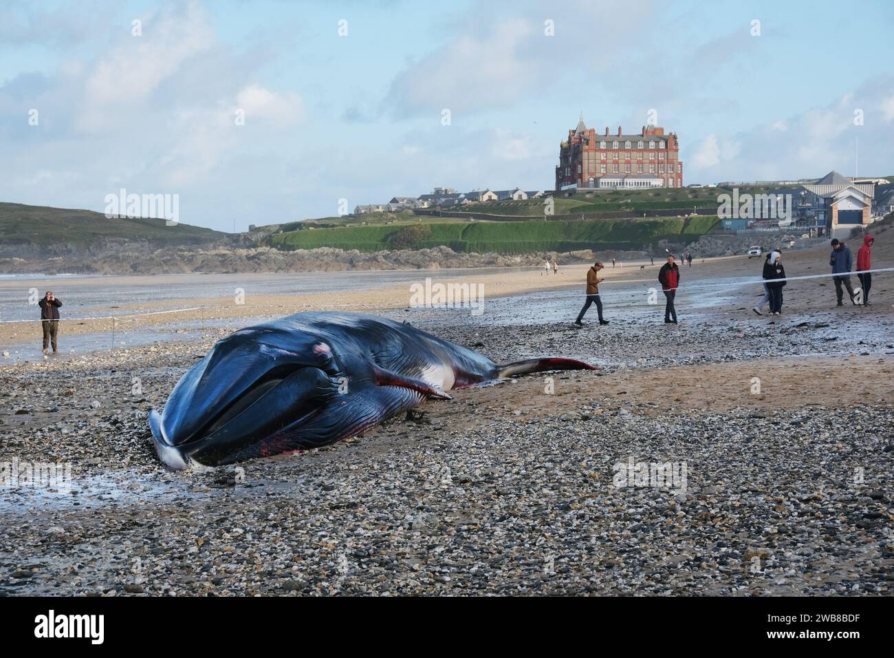 Der Kadaver des 16 Meter langen Finnwals Balaenoptera physalis wurde am Fistral Beach in Newquay in Cornwall im Vereinigten Königreich angespült. Stockfoto