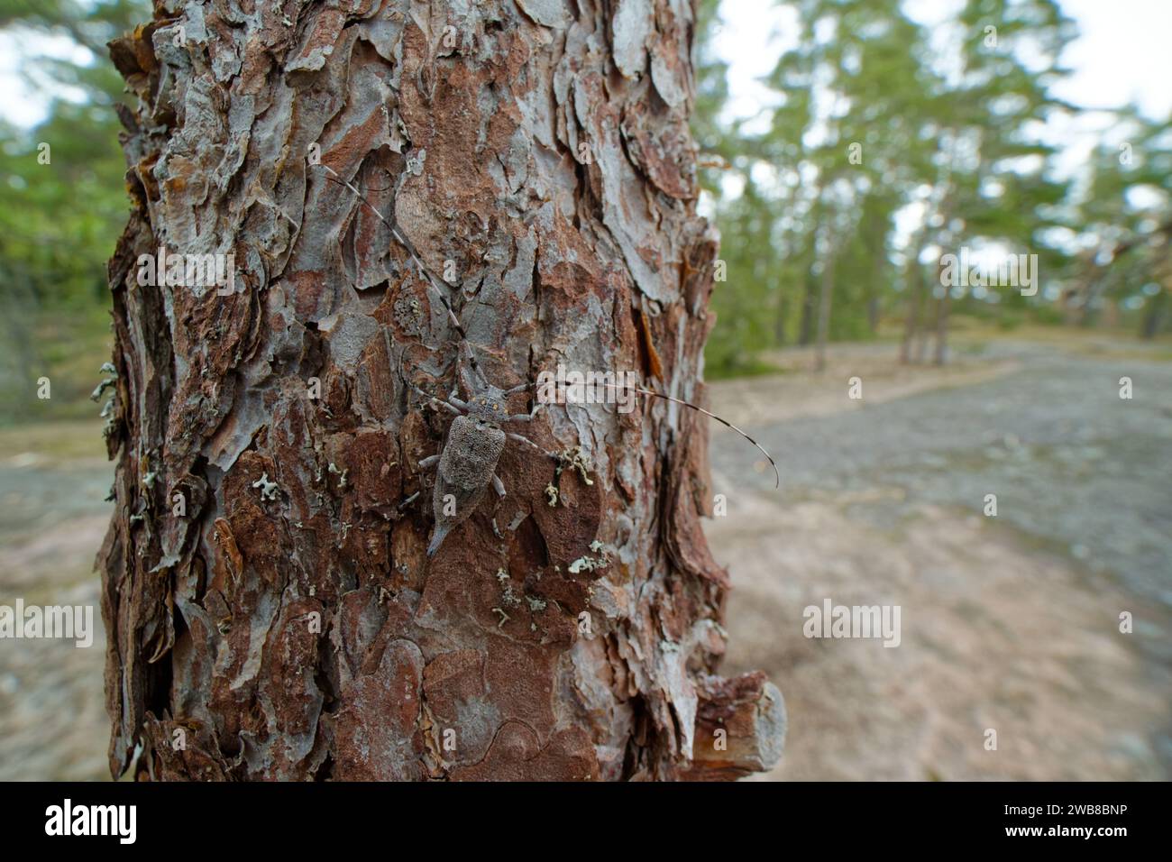 Timberman-Käfer (Acanthocinus aedilis) in seinem natürlichen Lebensraum, dem wilden Finnland Stockfoto