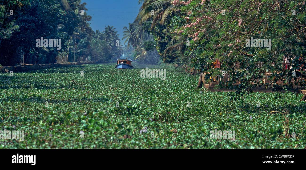 Kerala Indien Rückwasserkanal erstickt durch starkes Wachstum von Wasserhyazinth Pontederia crassipes Stockfoto