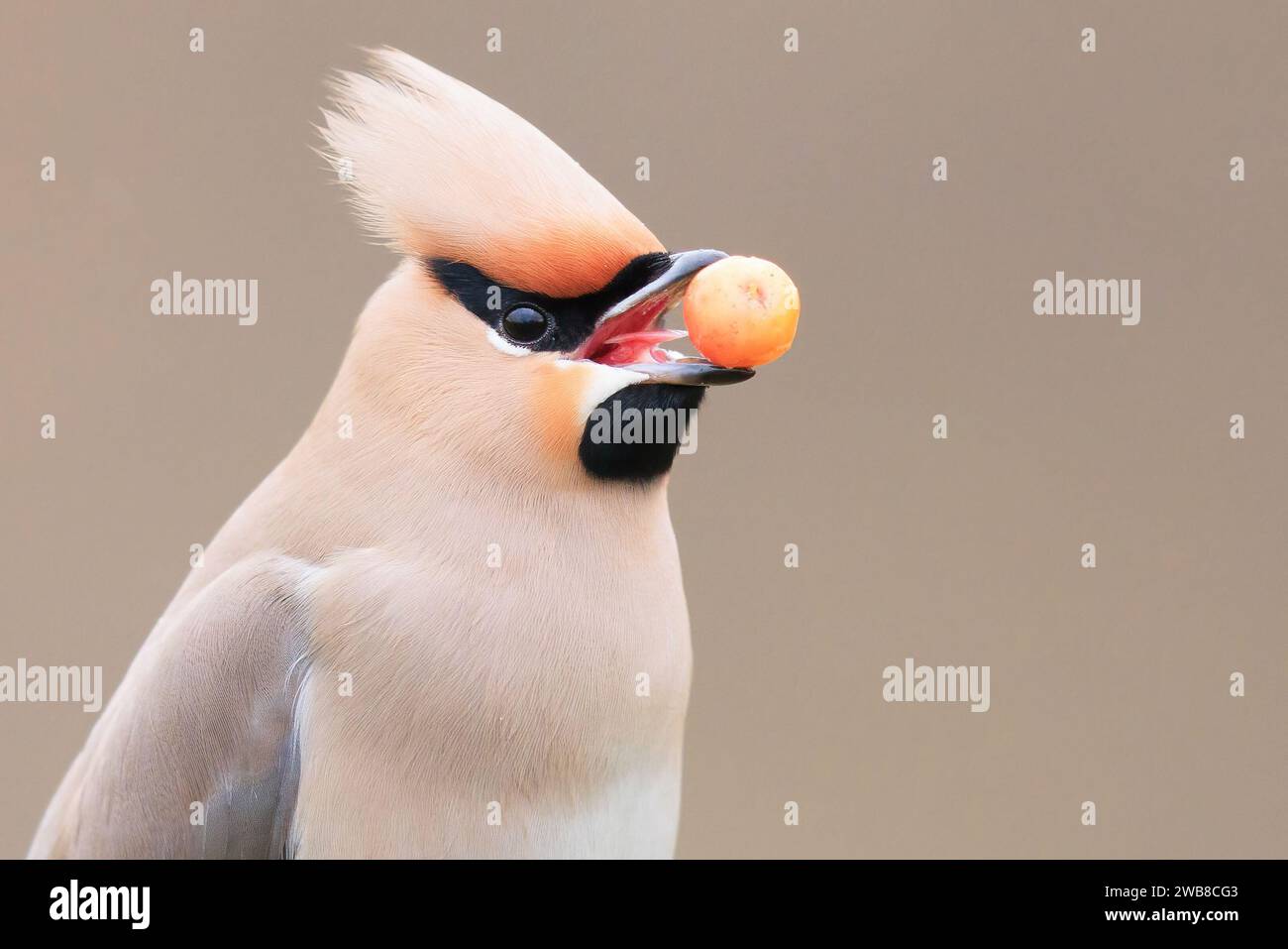 Food macht alle glücklich UK ENTZÜCKENDE Bilder von zwei Wachsflügeln, die auf Orangenbeeren schluckten, bevor sie am 7. Januar 2024 zärtlich küssen. Stockfoto