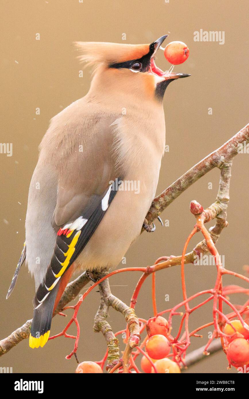 Am 7. Januar 2024 wurden Bilder von zwei Wachsflügeln, die auf Orangenbeeren schluckten, bevor sie zärtlich küssen, aufgenommen. Stockfoto