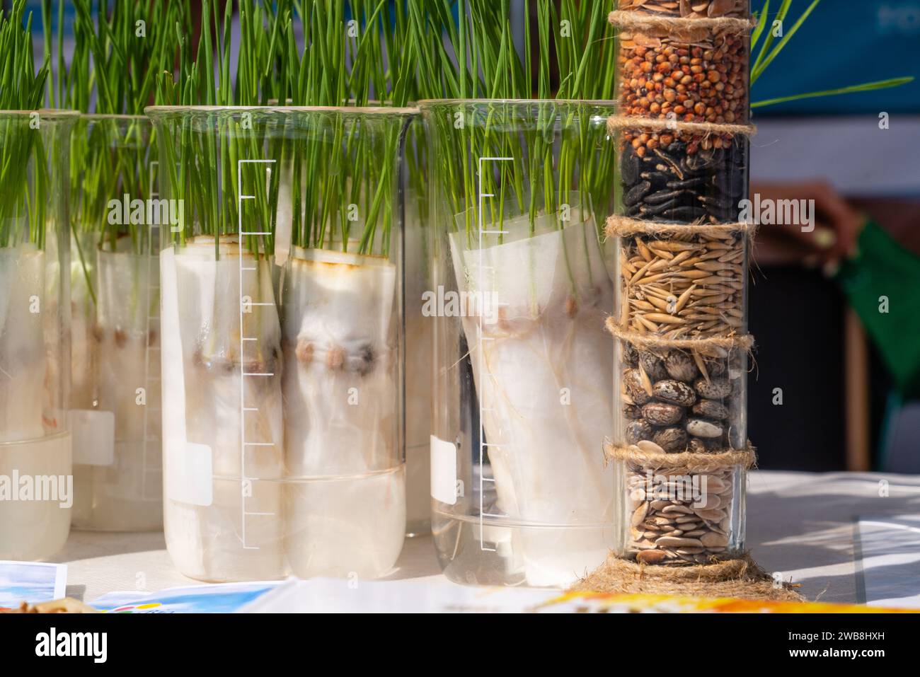 Ein Röhrchen mit Kornproben auf dem Hintergrund von Pflanzensprossen. Das landwirtschaftliche Laboratorium für die Entwicklung neuer Kulturen. Stockfoto