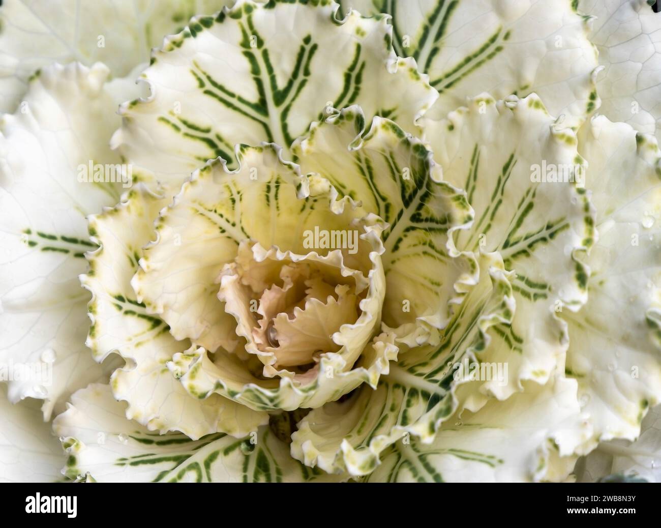 Nahaufnahme von Zierkohl (Brassica oleracea). Kältebeständige Zierblume Stockfoto