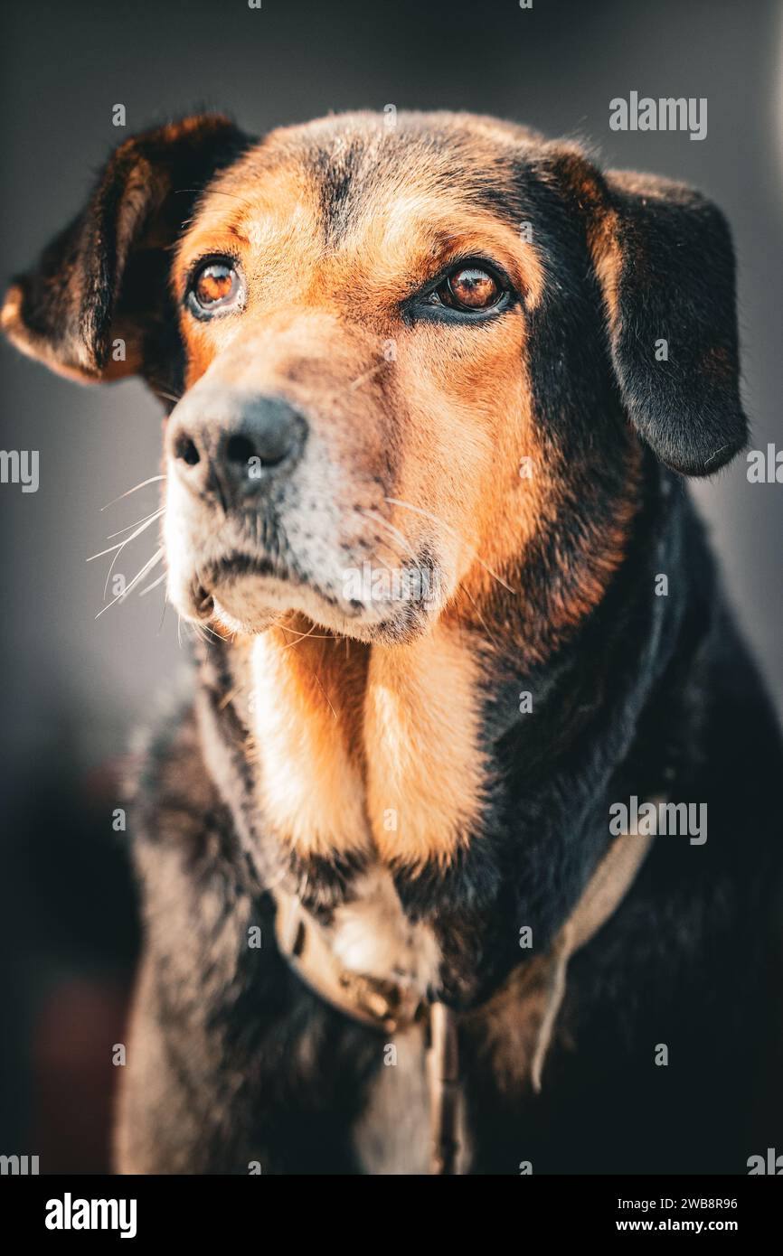 Ein Porträt eines braunen und schwarzen Hundes, der von der Kamera wegschaut, mit einem ernsten Gesichtsausdruck Stockfoto