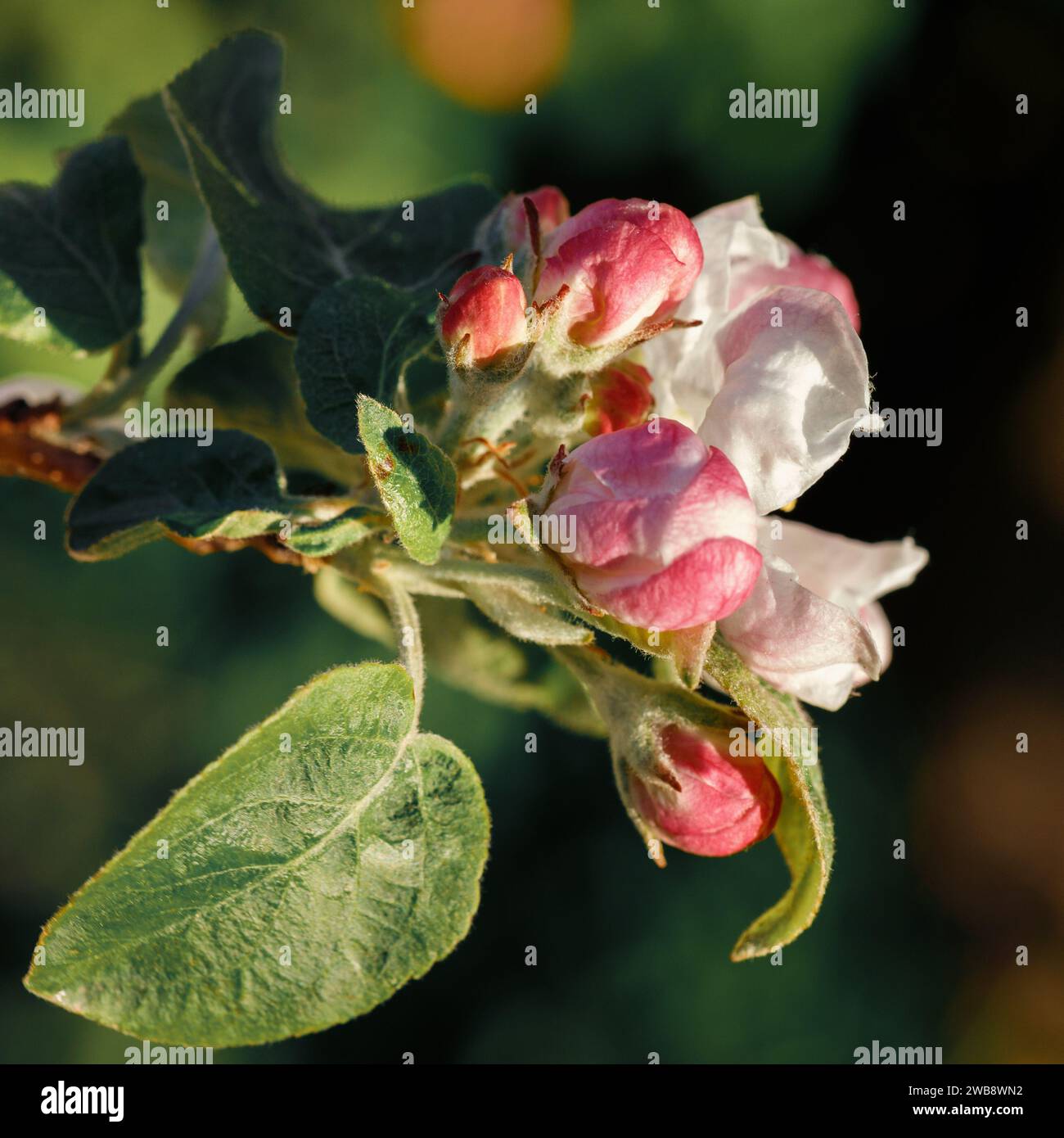 Schöne Apfelblüten im Frühling. Quadratisches Foto. Stockfoto