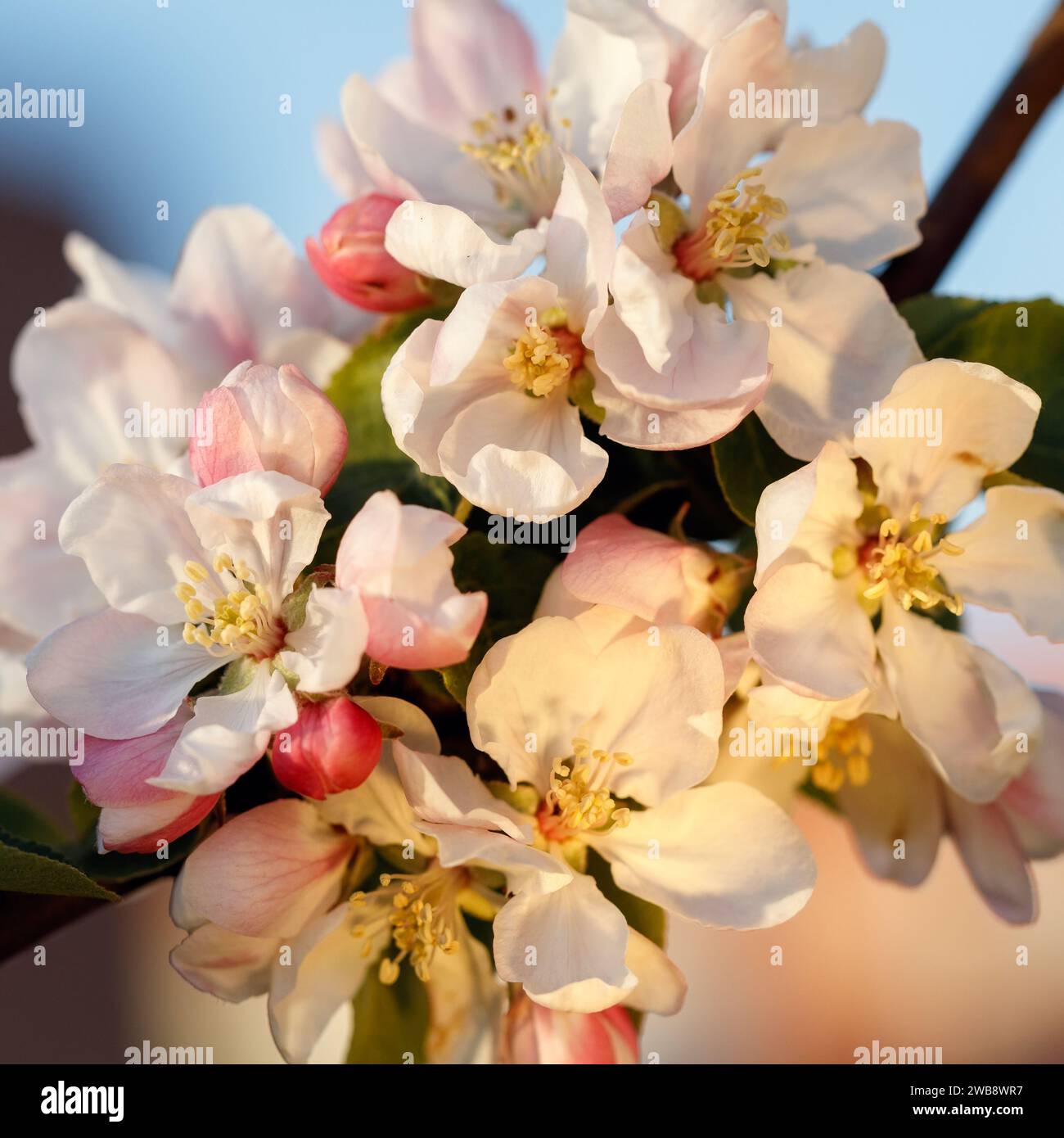 Bouquet weißer Apfelblüten im Abendlicht, quadratisches Bild. Stockfoto Bouquet weißer Apfelblüten im Abendlicht, quadratisches Bild. Stockfoto
