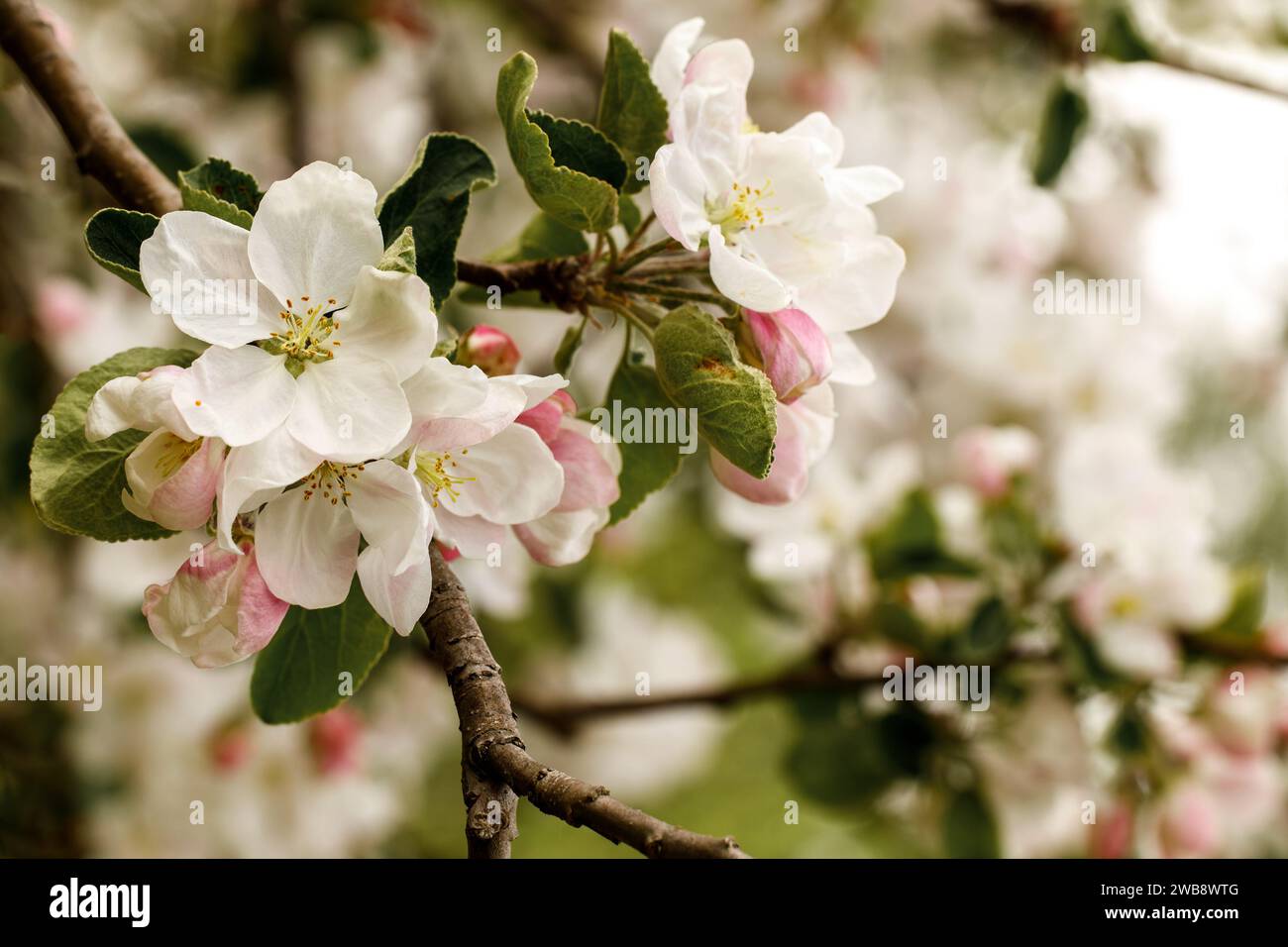 Apfelzweige mit den ersten Blüten, im Hintergrund blühende Gärten. Stockfoto