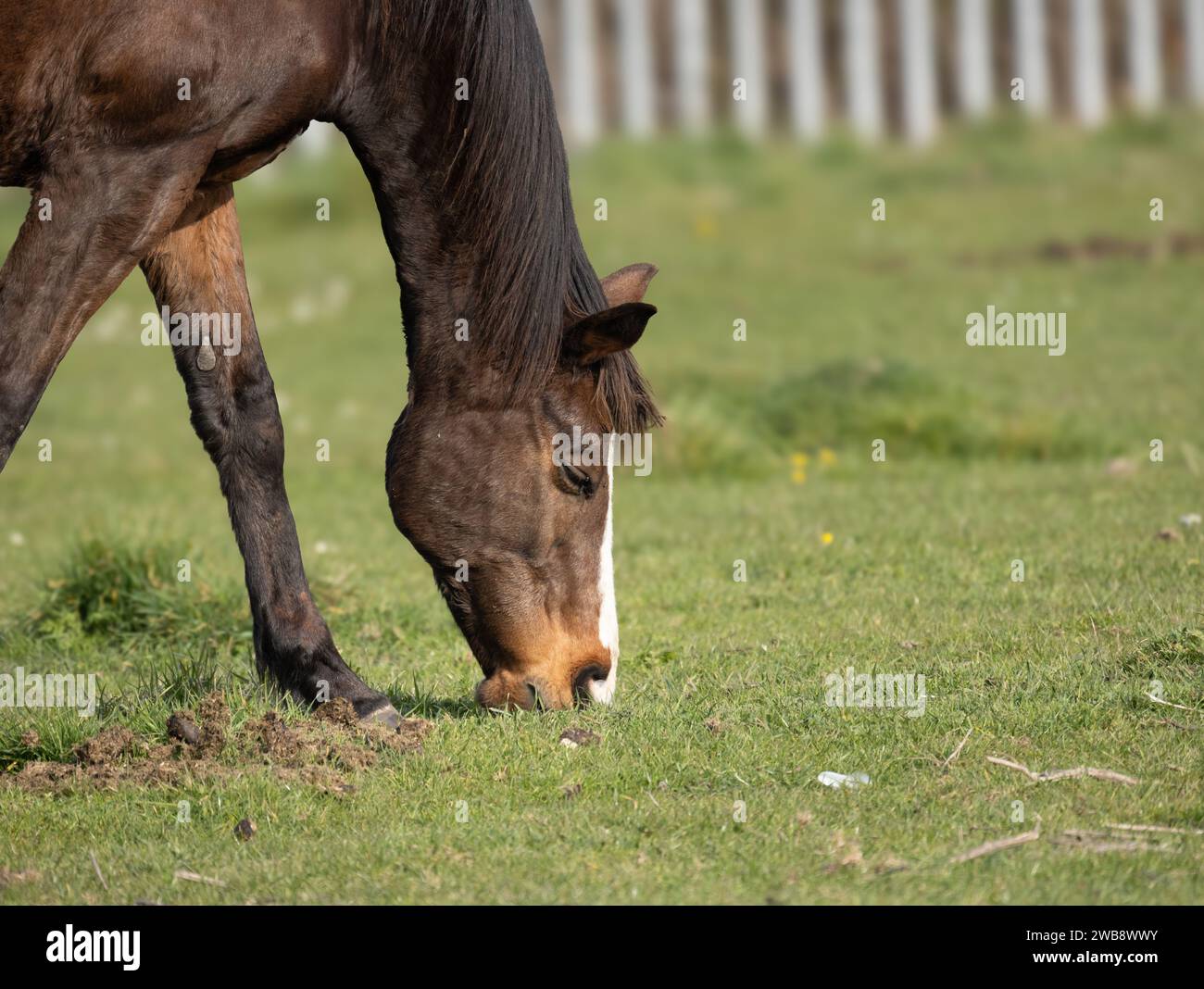 Pferde fressen Gras - Kopf und Schultern vor grünem Hintergrund UK Stockfoto