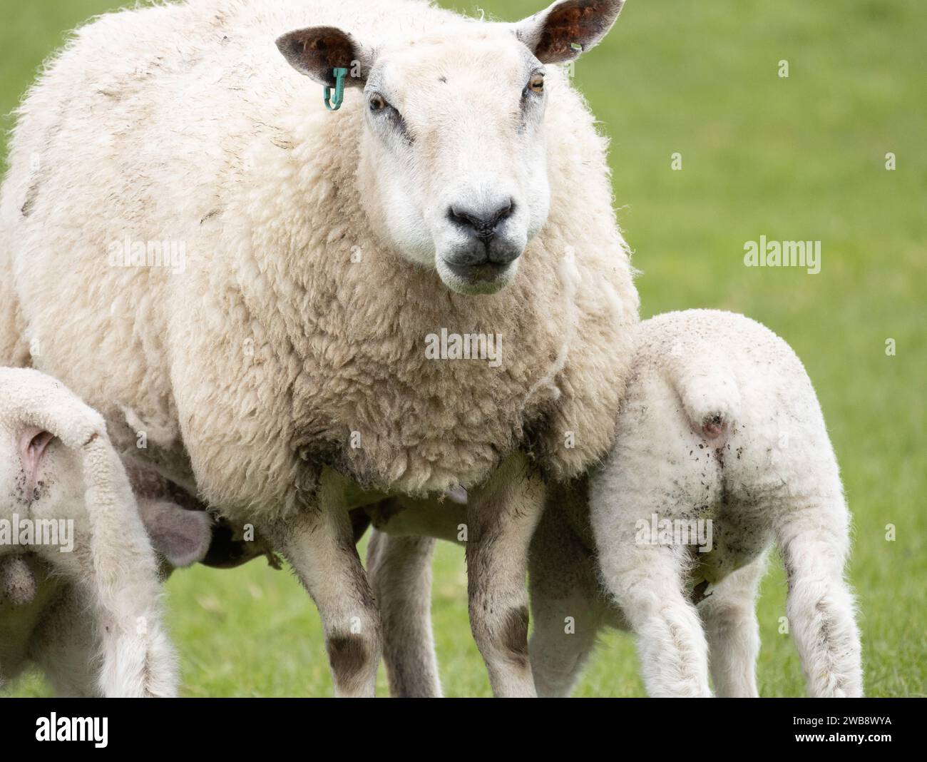 Schaf ein weibliches Schaf mit zwei Lämmern, die vor grünem Hintergrund füttern Stockfoto