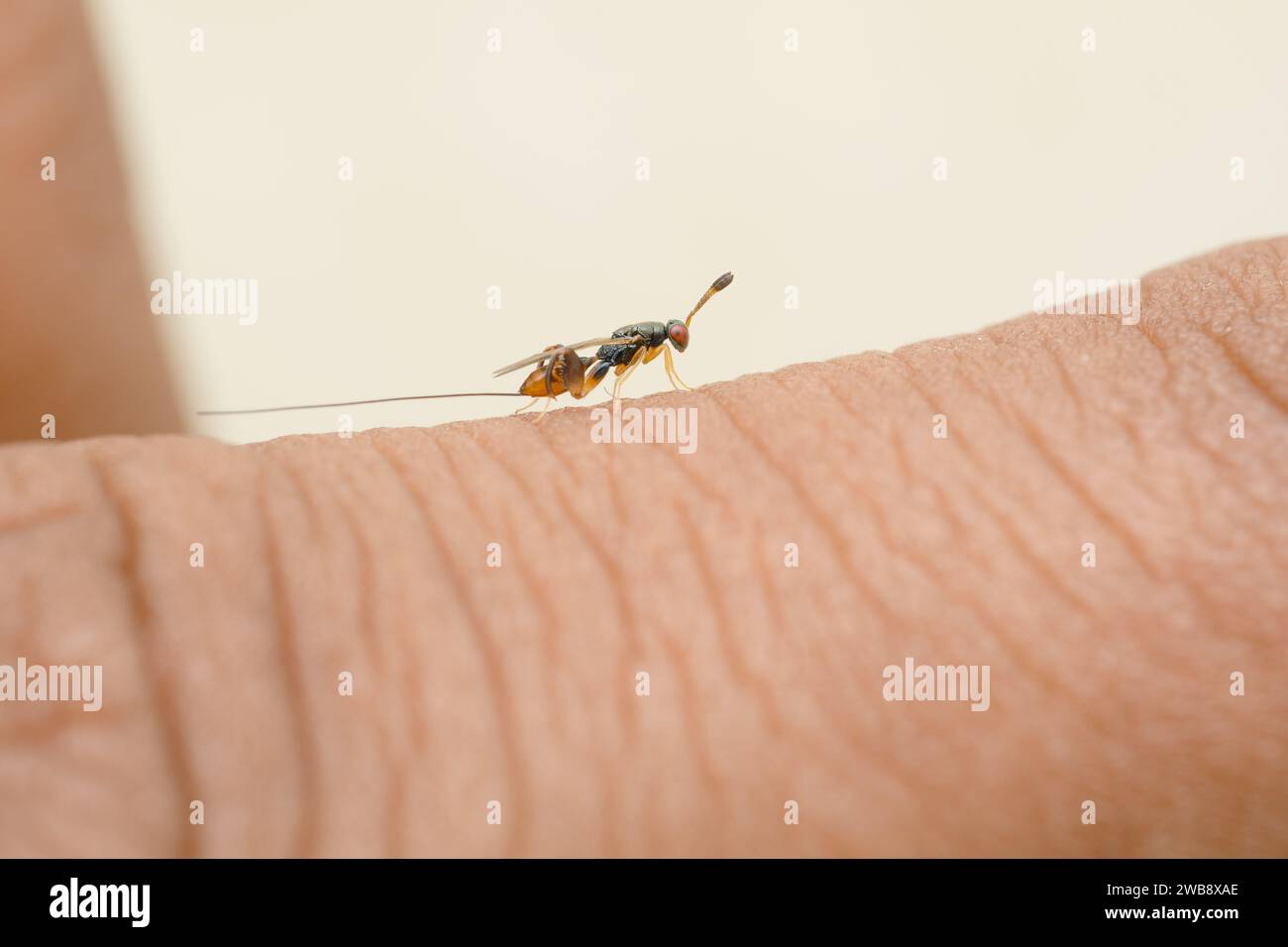 Nahaufnahme einer Parasitic Wasp (Apocrypta guineensis), die menschliche Haut erforscht Stockfoto