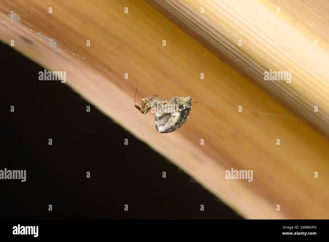 Uloborus glomosus, eine kleptoparasitische Spinne, in einer heimlichen Haltung auf einer Pflanze, die Sataras einzigartige Spinnenfauna zeigt. Stockfoto