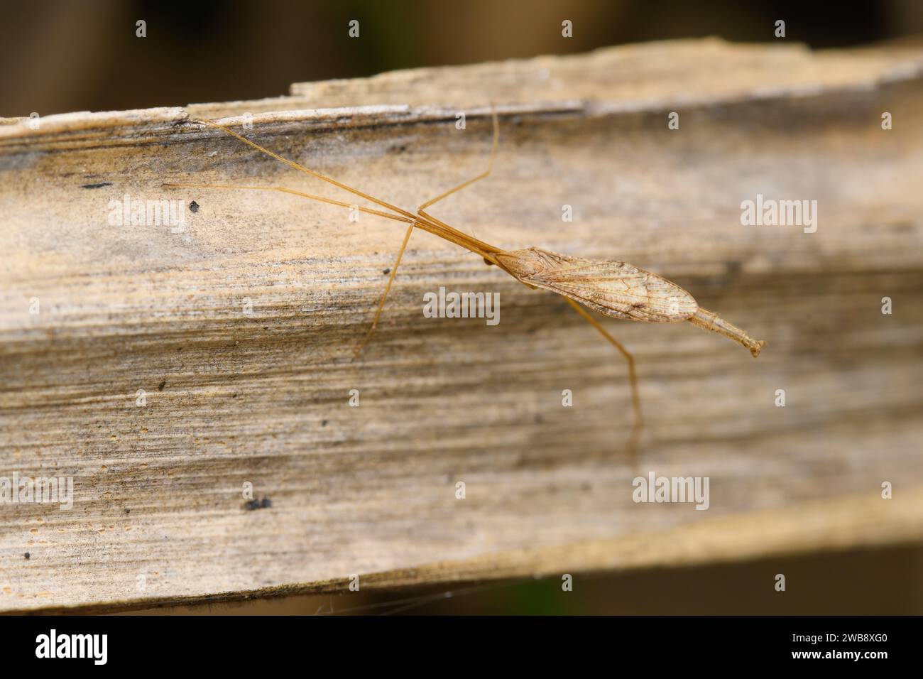 Die zarte Ploiaria domestica, eine fadenbeinige Wanze, klammert sich an einer Holzoberfläche und veranschaulicht die Vielfalt von Sataras Insektenleben. Stockfoto