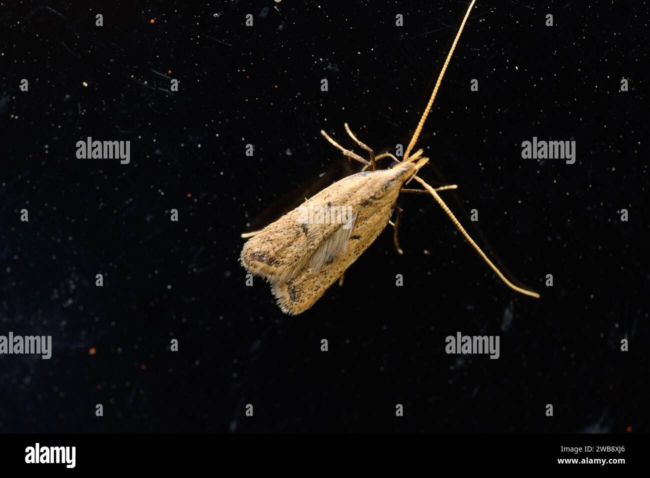 Crocanthes micradelpha, eine langhörnige Motte, die auf einer Glasoberfläche liegt und durch den Kontrast zum dunklen Hintergrund hervorgehoben wird. Stockfoto