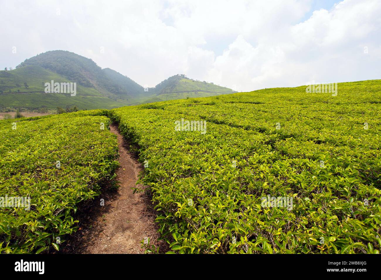 Die Teeplantagen in Ciwidey, West-Java in Indonesien Stockfoto