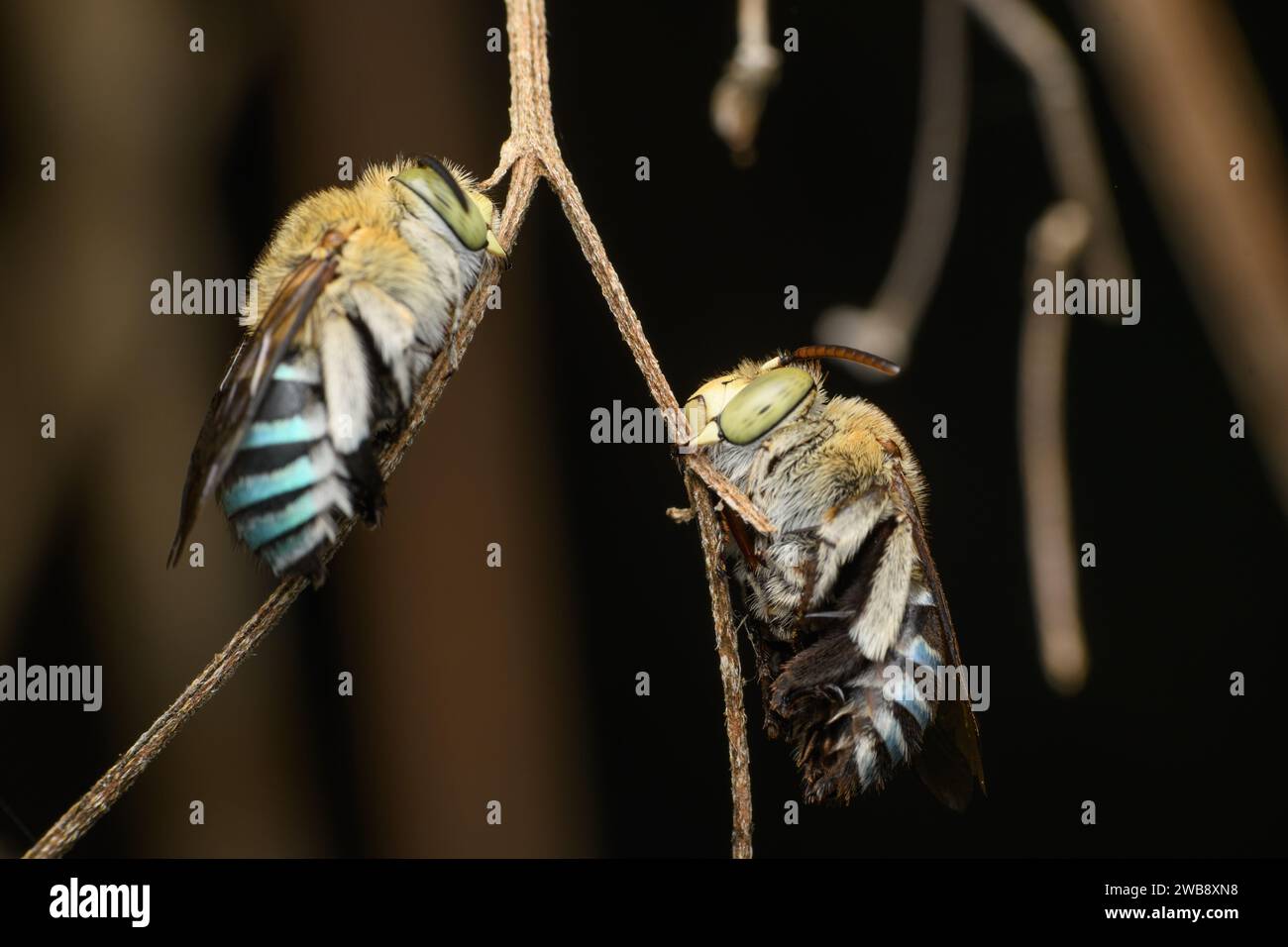 Eine ruhige Szene von Amegilla cinguata Bienen, die auf einem Zweig ruhen, gefangen in Pune. Stockfoto