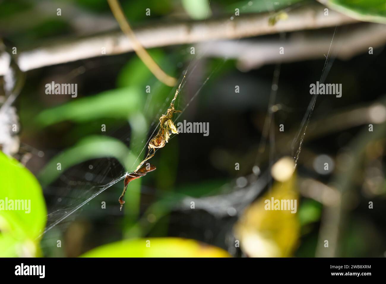 In der üppigen Umgebung von Satara ist die Arachnura Angura, oder Skorpionschwanzspinne, fast nicht von dem umgebenden Laub zu unterscheiden, Illustra Stockfoto