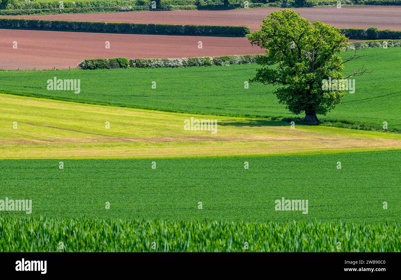 Abstrakte Betrachtung von Feldern mit wachsenden und geernteten Kulturen Stockfoto
