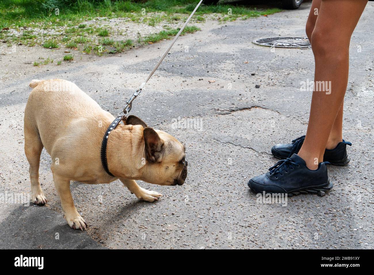 Mops. Hundeausbildung. Ein Kind läuft mit einem frechen Hund. Tiererziehung. Stockfoto
