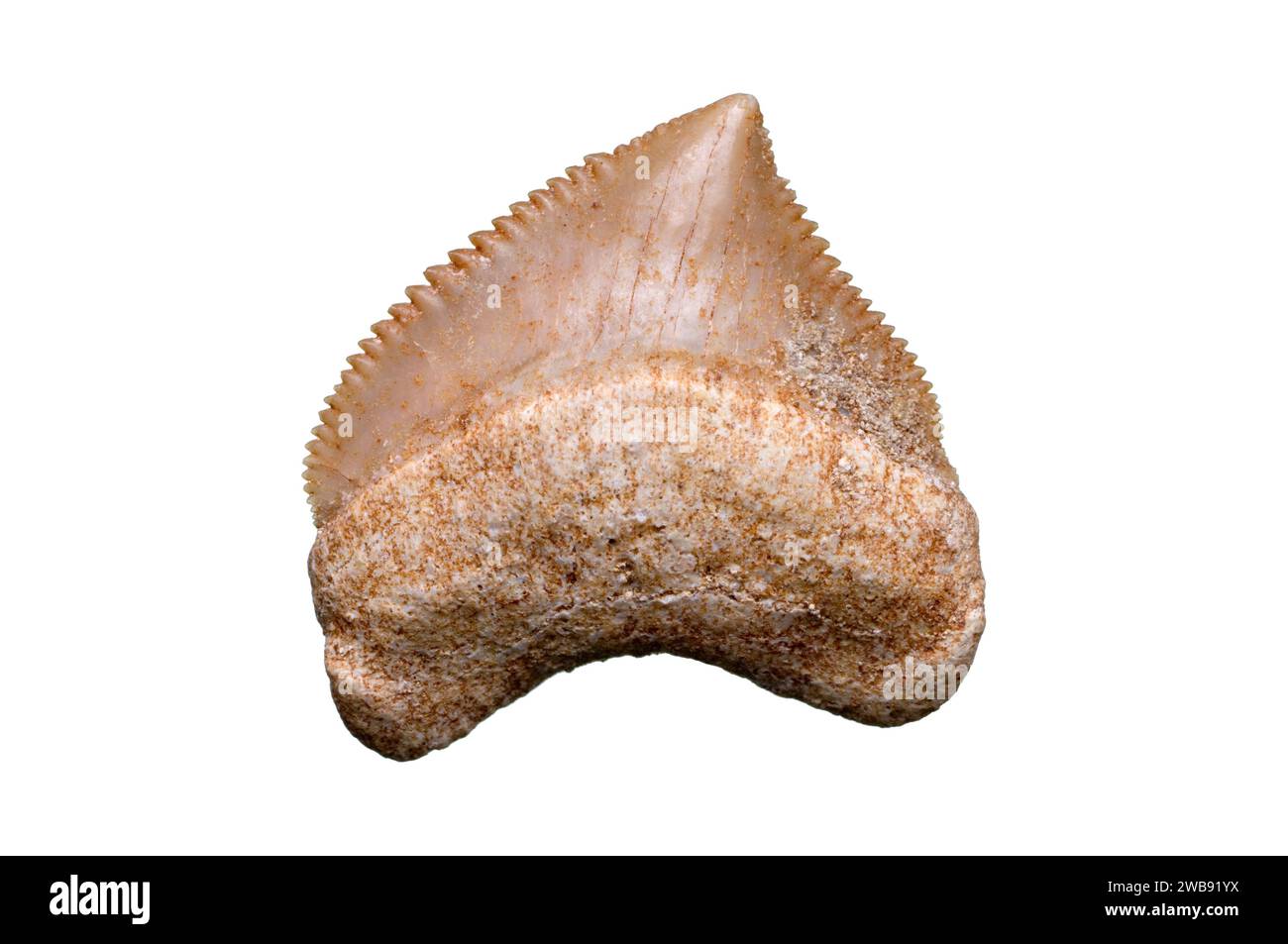 Fossiler Krähenhai-Zahn Stockfoto