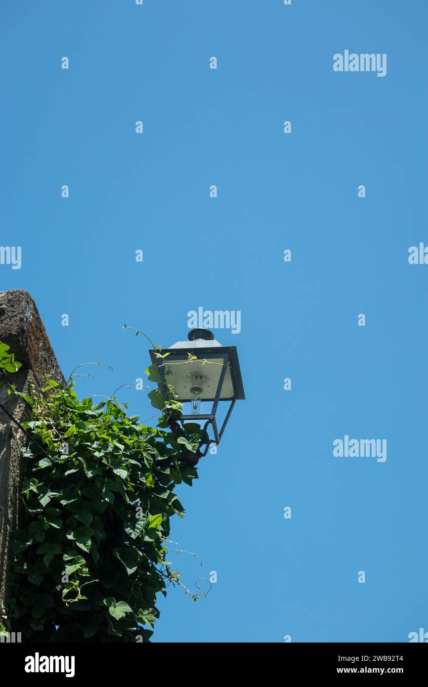 Traditionelles Straßenlicht mit Efeu, das vor einem klaren blauen Himmel aufwächst Stockfoto