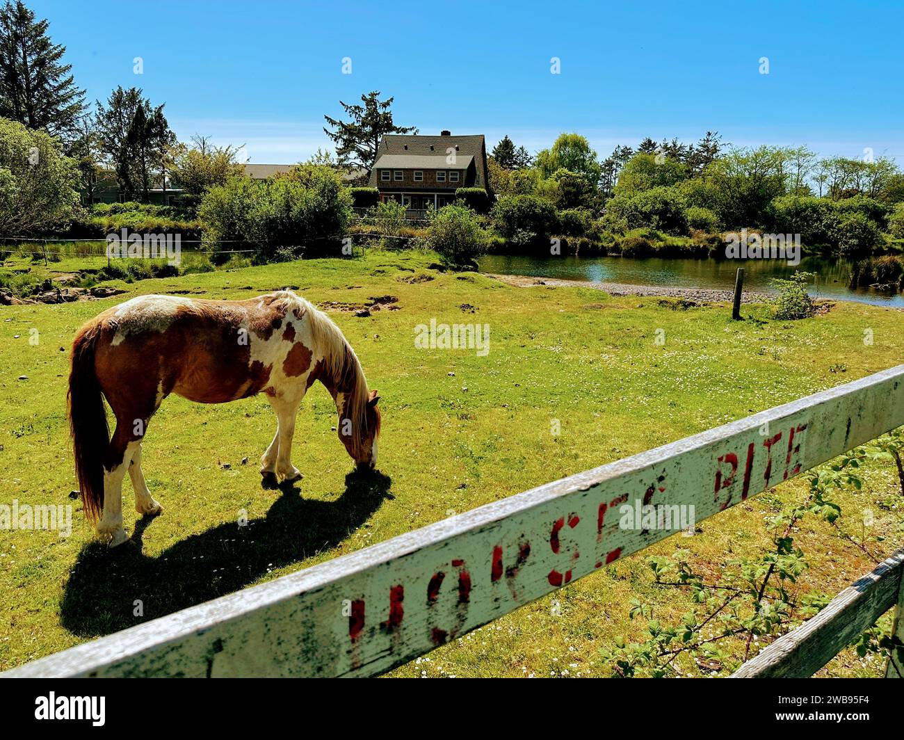 Ein weißes Pferd steht auf einem üppigen grünen Feld in der Nähe eines ruhigen Teichs und weidet zufrieden Stockfoto