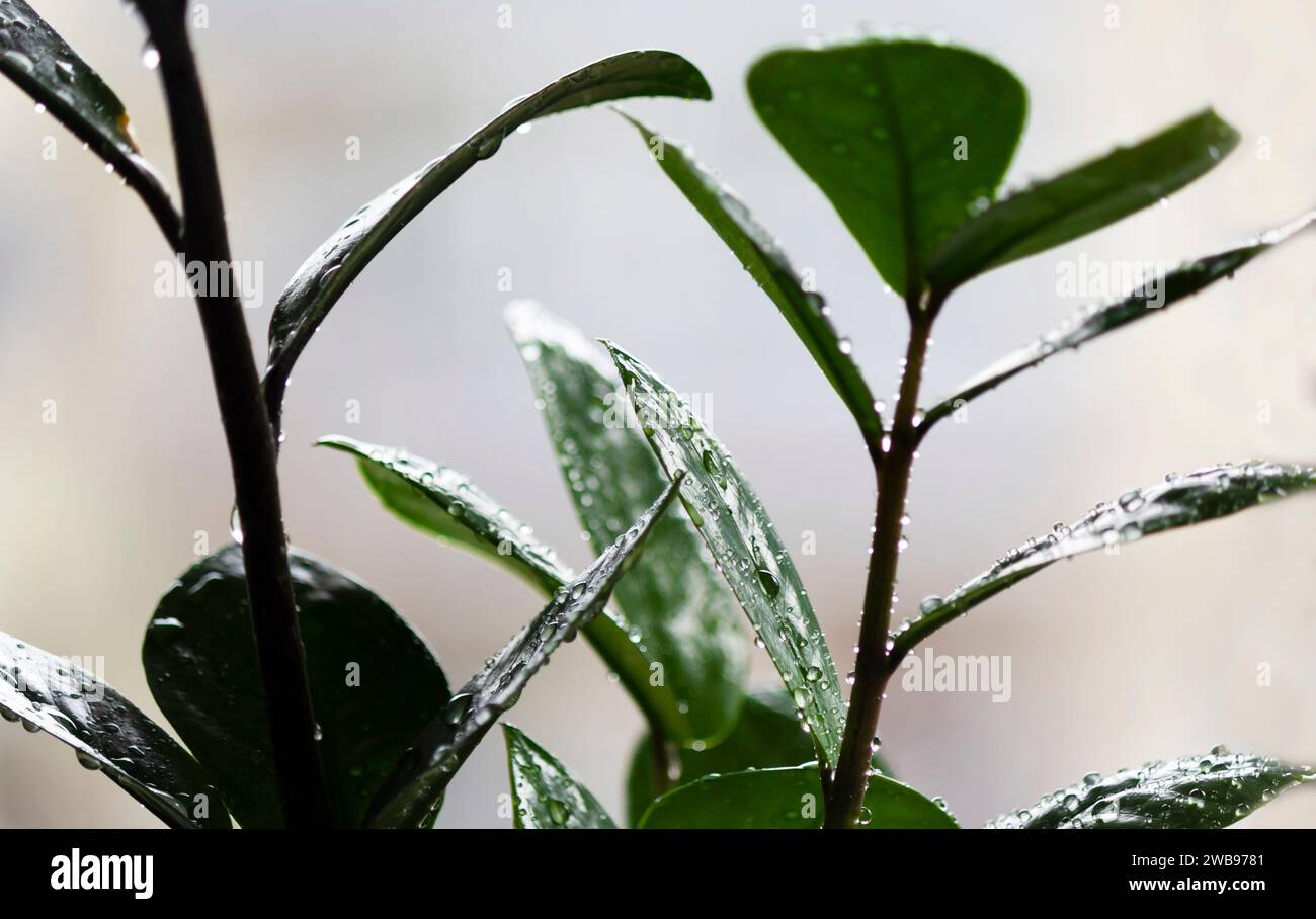 Porträt der Zamioculcas-Zimmerpflanze mit verschwommenem Hintergrund Stockfoto