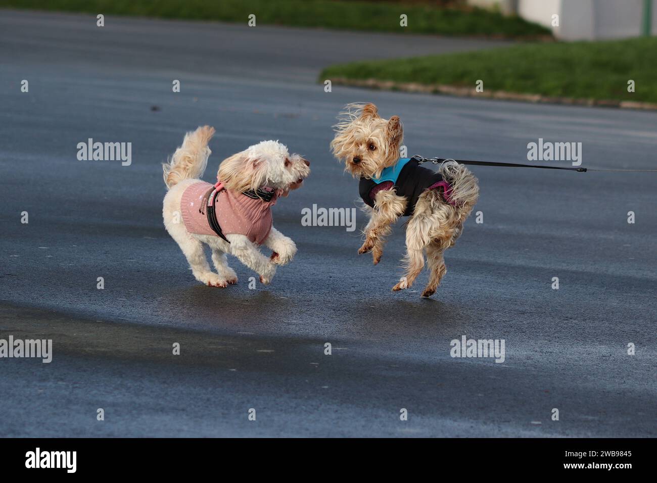 Zwei Hunde spielen aufgeregt hart und zerfallen, während sie an einem Dezembermorgen trainiert werden, während ihre Besitzer sich unterhalten. Stockfoto