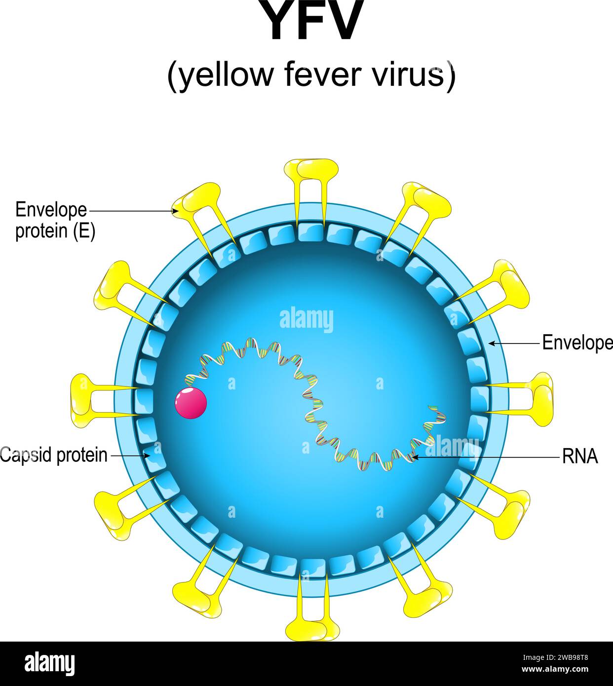 Gelbfiebervirus-Struktur. Nahaufnahme einer Virion-Anatomie. Vergrößert von Yellow Jack Virus. Vektordiagramm Stock Vektor