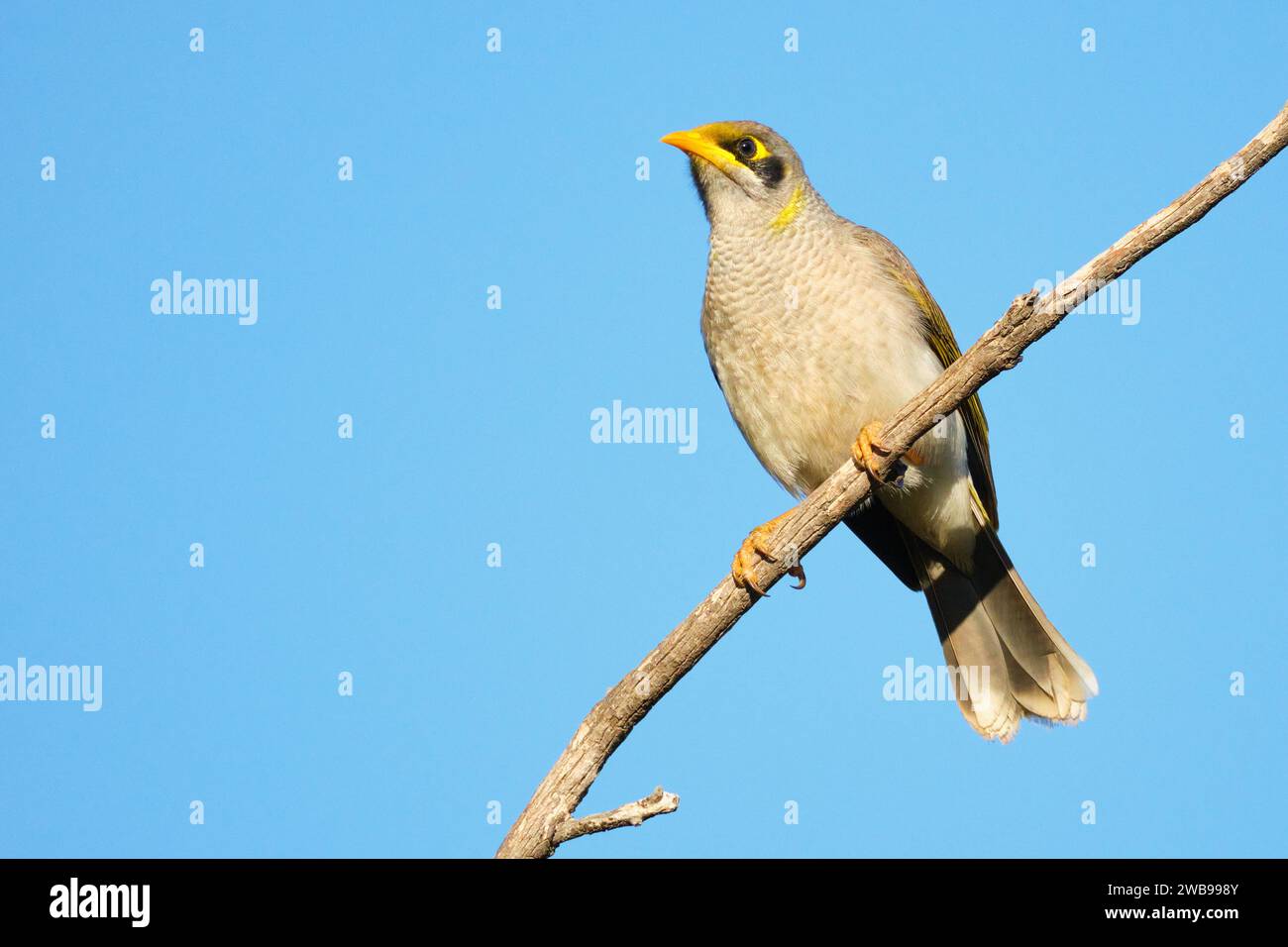 Manorina flavigula, ein australischer Passerinvogel auf einem Zweig in Western Australia. Stockfoto