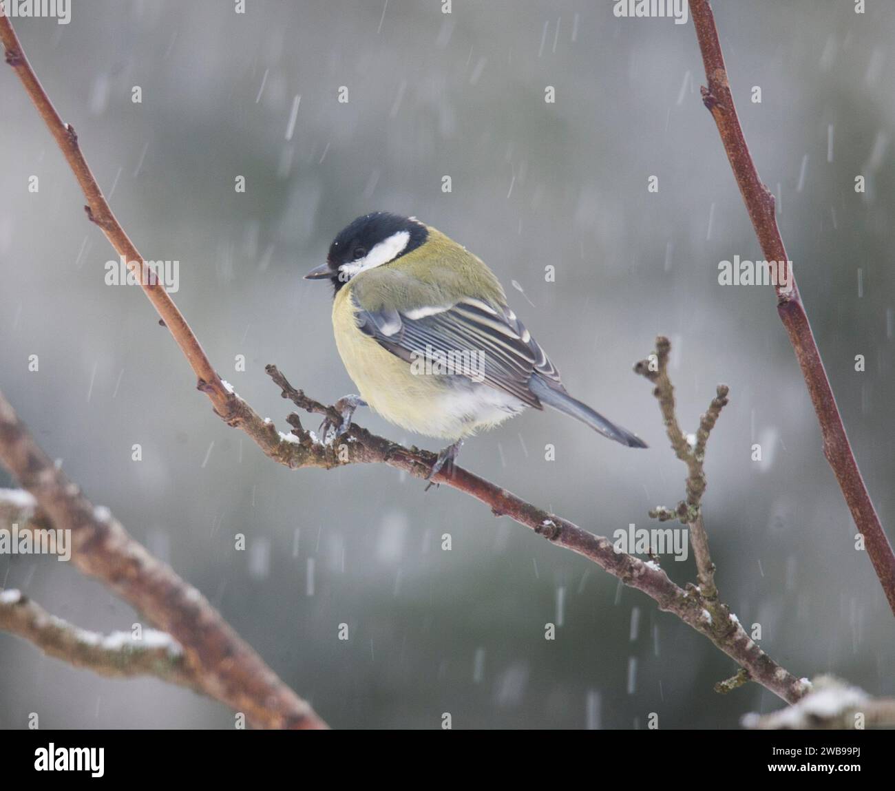 PARUS MAJOR bei Niederschlag im Frühjahr Stockfoto