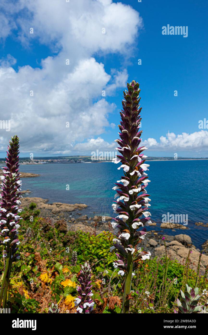 Die Küste Cornwalls mit ihren bunten Blumen und Pflanzen in der Nähe von Penzance Cornwall England Stockfoto