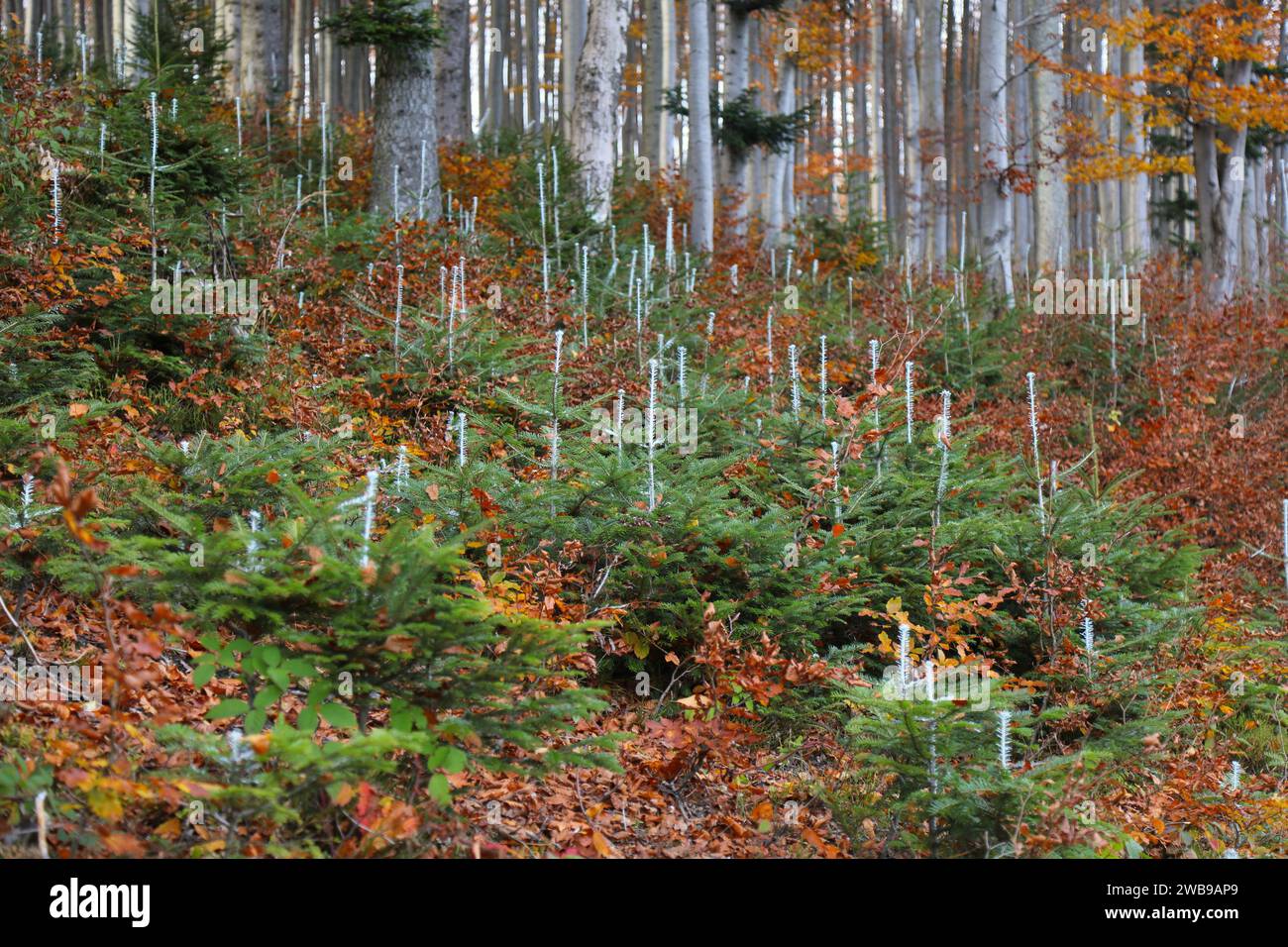 Tierabwehrmittel zum Schutz junger Bäume gegen Pflanzenfresser. Weiße Chemikalienfarbe auf Fichtensetzlingen im Wald in Polen. Stockfoto